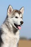 ALASKAN MALAMUTE 215
